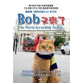 Bob又來了