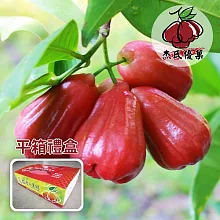 預購《杰氏優果》泰國種飛彈蓮霧平箱禮盒(12粒裝/約4台斤)