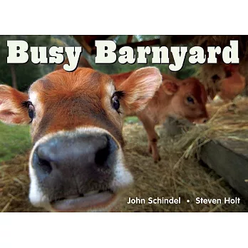 Busy Barnyard