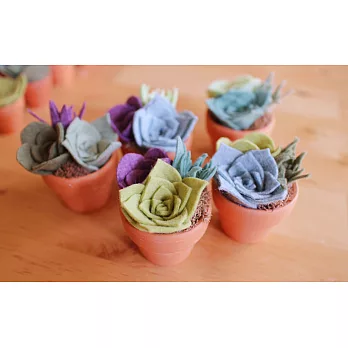 毛氈多肉植物擴香盆栽材料包-清新果香（中）