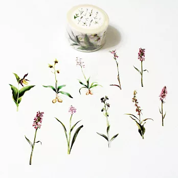 麒麟紙膠-蘭花草
