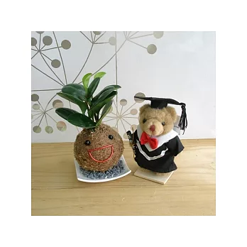 迎光-麻吉熊祝福苔球禮盒(圓葉椒草)