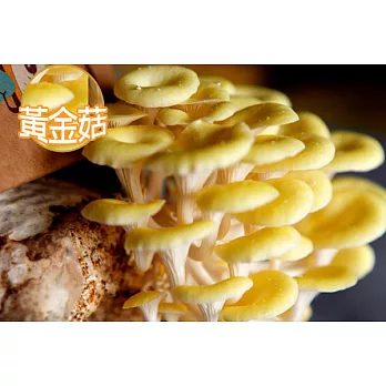 《療癒系小物-菇果樂栽盒》體驗當菇爸菇媽的感受~~珊瑚菇(黃金菇)