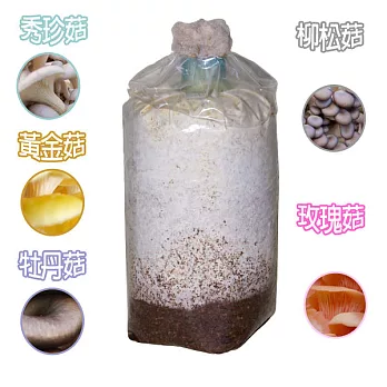 《療癒系小物-菇果樂栽盒補充包》牡丹菇/珊瑚菇/玫瑰菇/柳松菇/秀珍菇任選珊瑚菇