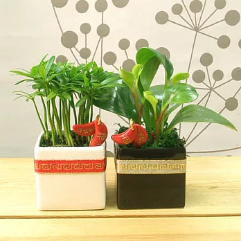 迎光-新年好合植栽組(二入)