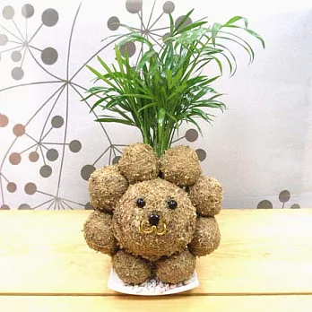 迎光-波波獅造型苔球