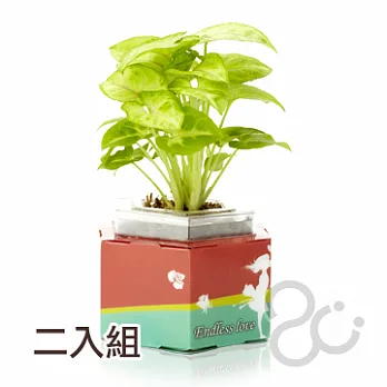 ecofun2U亞緹米斯(2入) -情人紅