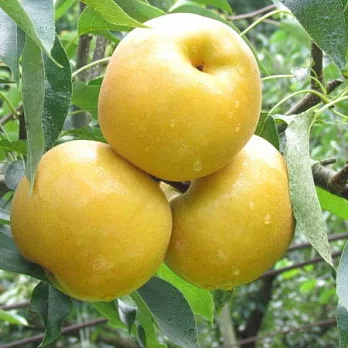 [六果自然果園] 雪梨珍珠禮盒(5粒裝)(含運)