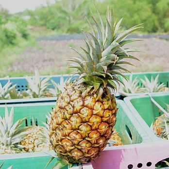 [台灣好農]大樹有機轉型期鳳梨