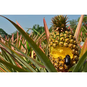 【鳳巢】有機轉型期金鑽鳳梨七斤-3顆裝