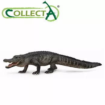 【CollectA】海洋系列 - 美國短吻鱷