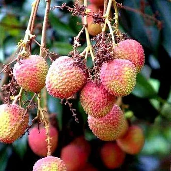 【莊家農園】大樹玉荷包5斤(出貨時間5/28-6/08)