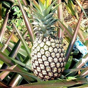 [莊家農園]大樹金鑽鳳梨20台斤(未削皮)(含運)