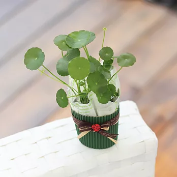 【迎光】水生植物綠禮束-銅錢草