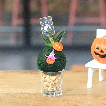 【迎光】迷你萬聖多肉綠苔球-南瓜