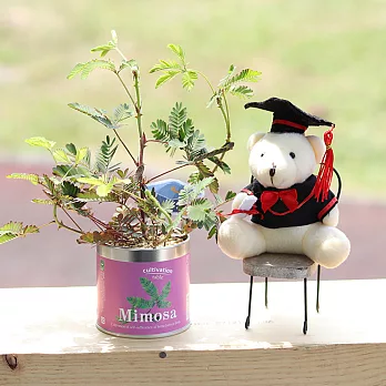 【迎光】熊麻吉栽培罐組-含羞草