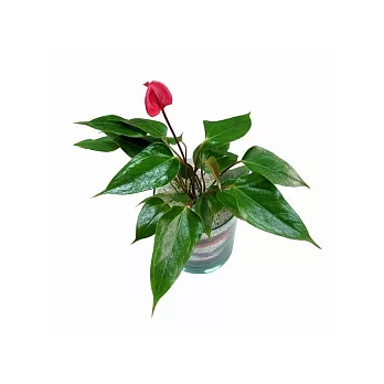 開運彩砂系列-招人緣(火鶴)