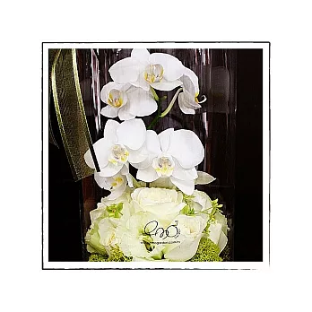 emo garden 盆花-唯一