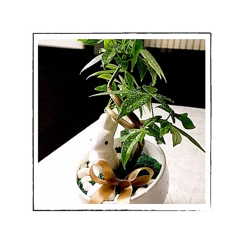 emo garden 植栽-發財兔窩