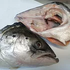 【非常元氣】挪威鮮凍鮭魚頭(450g/顆/包)*5包