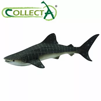【CollectA】海洋系列 - 鯨鯊