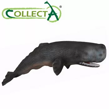 【CollectA】海洋系列 - 抹香鯨
