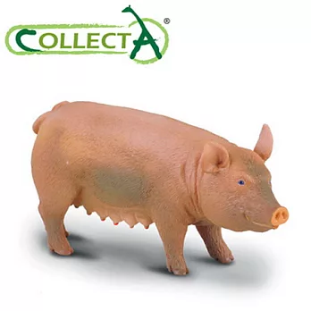【CollectA】母豬