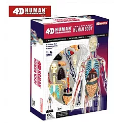 【4D Master】626204 立體拼組模型 人體解剖 教學模型系列 ─ 全透視人體 (全身)