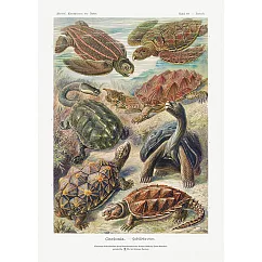 【賽先生科學工廠】A3圖鑑海報(6款) 龜與鱉品種圖鑑