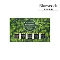 【Blueseeds】<br>滾珠精油