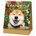 柴犬MARU 2026年桌上型月曆