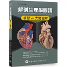 解剖生理學圖譜：模型vs.大體圖解