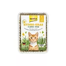 竣寶 新鮮貓草盒裝 DIY 100g/盒 一次澆水長效保濕貓草