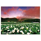 陽明山海芋盛開拼圖520片