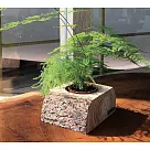 【YACHT 遊艇精品文創】樟木 . 花器 (單盆)──(不包含植物)