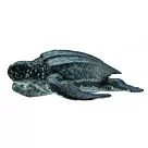 【永曄】886800 collectA 稜皮龜