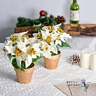【Meric Garden】高仿真台灣手工限定雪白聖誕紅小盆栽