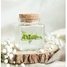 食蟲植物 【捕蠅草】 不用澆水的懶人盆栽 熱門銷售療癒植物