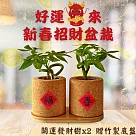 財運滾滾來【Green Pandora】2025新春招財軟木盆栽|發財樹 (2入/組)
