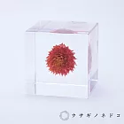 【usaginonedoko 京都兔之床】Sola cube 千日紅立方塊 (宙言葉：守護重要之物) | 鈴木太太公司貨