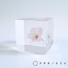 【usaginonedoko 京都兔之床】Sola cube 小松乙女櫻花立方塊 (花言葉：心靈之美) | 鈴木太太公司貨