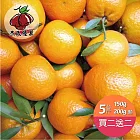 《杰市果果》買二送二，桶柑5台斤(25號)，共2箱 預購1/21-1/24出貨