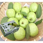 【黑貓嚴選】社頭山腳陳家牛奶芭樂-珍珠芭樂(3000g/盒)(CAT)