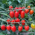 【高雄 田力精緻安全蔬果】溫室玉女番茄X4盒(600g/盒) 7個工作天內出貨