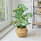 【Floral M】平安如意居家青蘋果竹芋仿真植栽