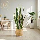 【Floral M】居家招財進寶旺事業虎尾蘭仿真植栽