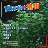 愛玩水的植物 (影片)