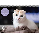 貓咪POKKE 2026年掛曆