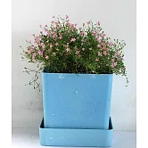 【iPlant 小農場】 滿天星