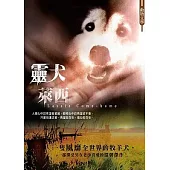 靈犬萊西